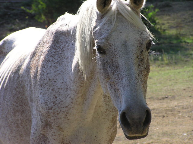 A friendly local resident