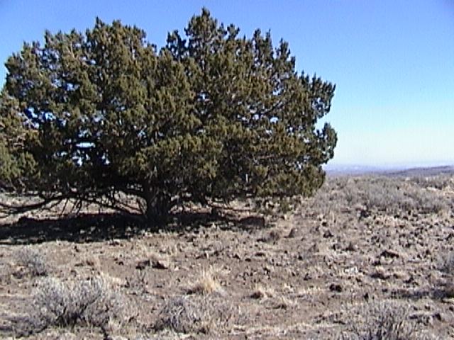 View of Confluence looking east - to the right of the tree