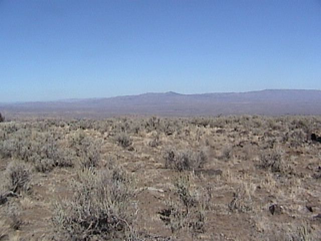 Looking north from the Confluence - around the tree