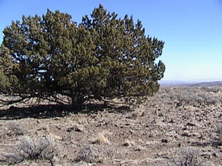 #1: View of Confluence looking east - to the right of the tree