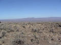 #2: Looking north from the Confluence - around the tree