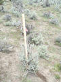 #2: Sagebrush at exact confluence.