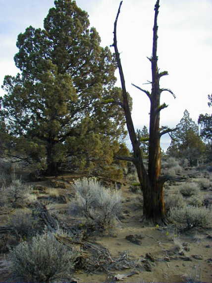 Juniper trees, living and dead