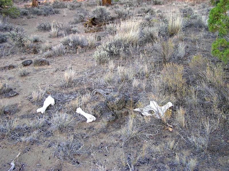 The confluence point lies on a thinly-vegetated dirt patch