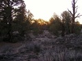 #5: View West.  (A birdhouse has been attached to a tree in the right of the photo.)