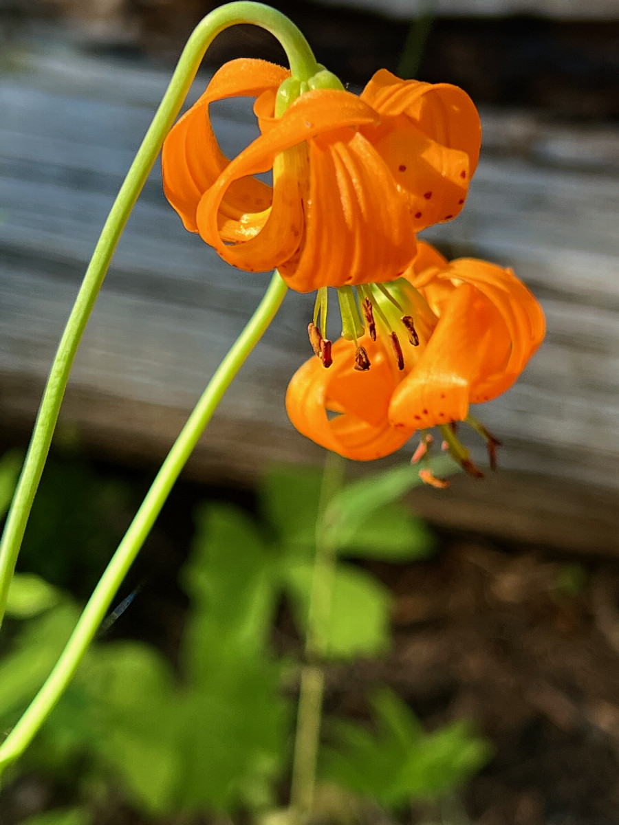 Columbia Lily - frequently seen on the trail