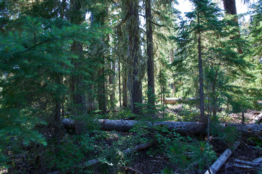 #1: The confluence point lies in a small forest clearing.  (This is also a view to the West.)