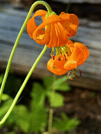 #10: Columbia Lily - frequently seen on the trail