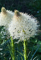 #11: Bear Grass - frequently seen on the trail