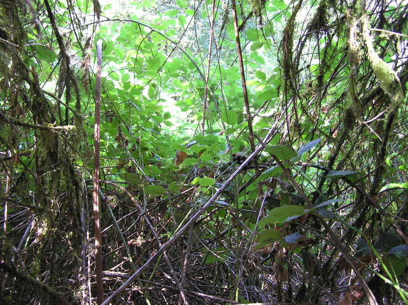 View West (across the blackberry-covered path; the confluence point is 27 meters away)