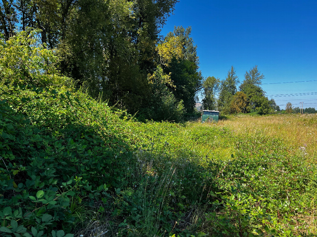 The confluence point lies inside a thick blackberry bush, on the left-hand side of this photo.  (This is also a view to the North.)