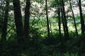 #4: View of the actual confluence (about fifty feet through those trees)