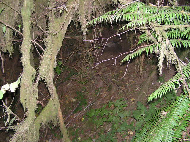 The confluence point is somewhere on this steep, forested bank