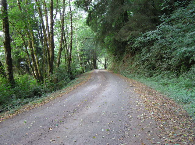 View east (along Bernhardt Creek Road)