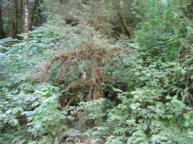 View south (up the steep bank where the confluence point lies)