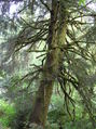 #7: A majestic Douglas Fir, growing near the confluence point