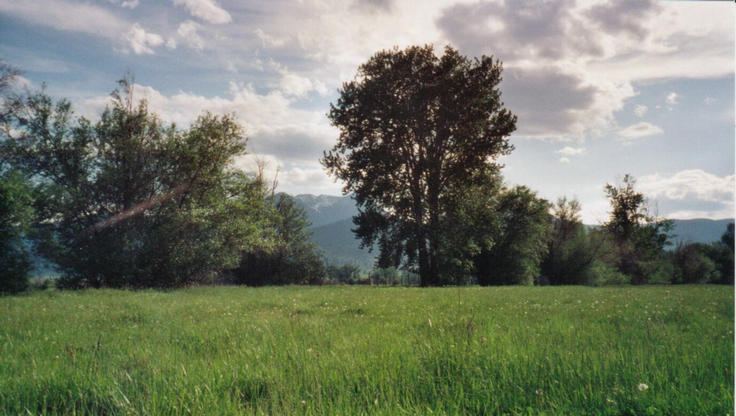 A view to the SW, mountains through the trees