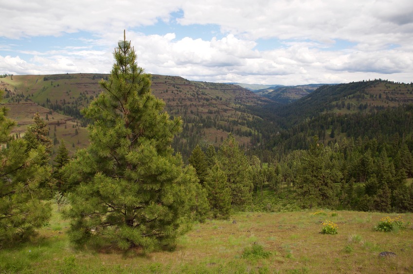 View East (down the slope, towards the John Day River below)