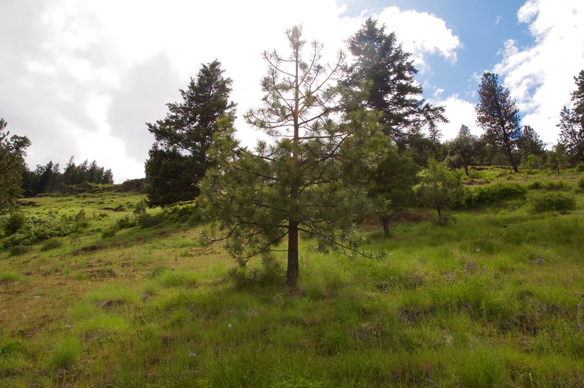 View West (up the steep slope, towards the ridge top - 450 feet above)