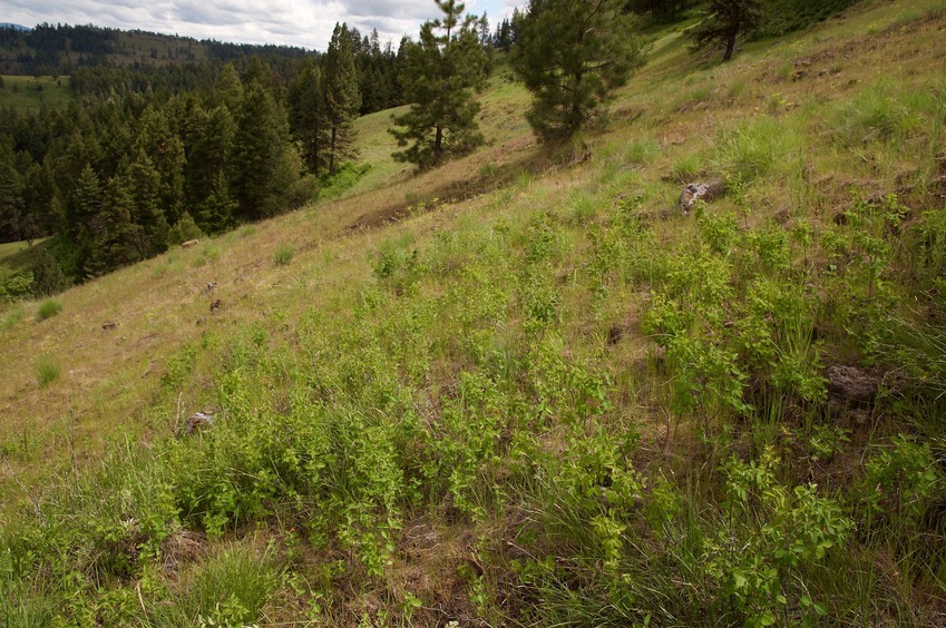 The confluence point lies on a very steep hillside