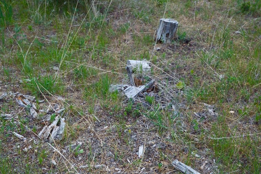 The confluence point lies on a grassy slope, among tree stumps