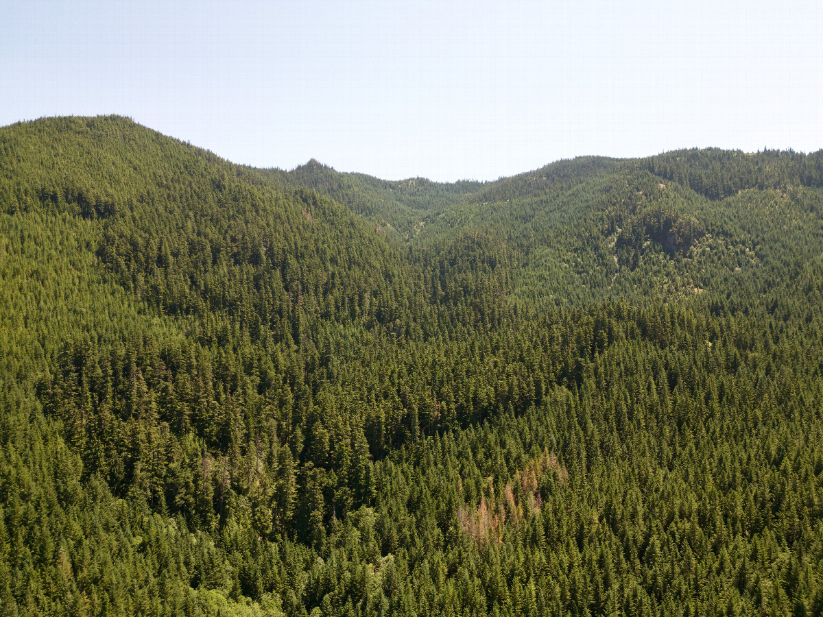 View South, from 120m above the point