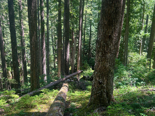 #1: The confluence point lies on a steep slope within the Mount Hood National Forest.  (This is also a view to the East.)