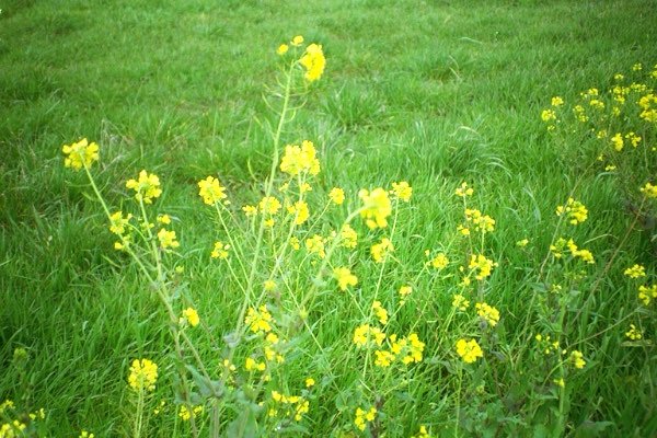 Wildflowers by the interstate