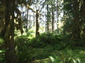 #10: Nationalpark Olympic Mountains.JPG -- Olympic National Park