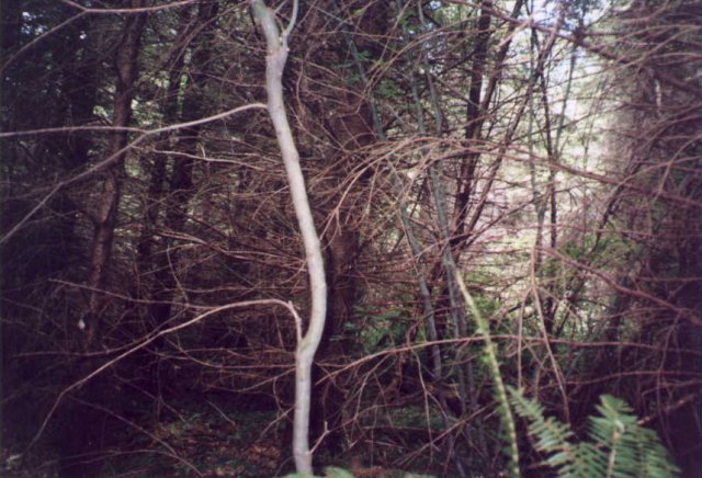 A view from the confluence.