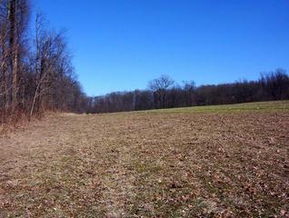 #1: View to the east along the wooded area.