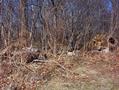 #3: Looking north into the woods; note the uprooted tree.