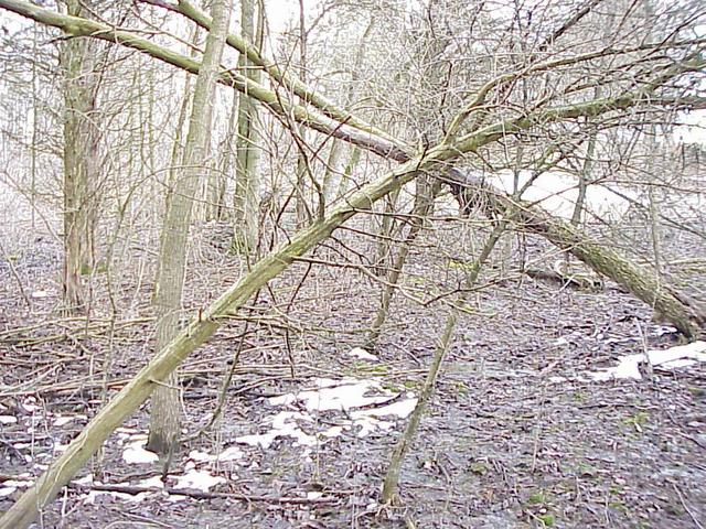 Confluence site in Pennsylvania woods looking toward the southeast.