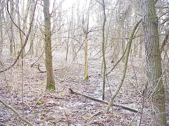 View to the west from the confluence.