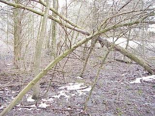 #1: Confluence site in Pennsylvania woods looking toward the southeast.