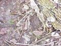 #6: Muddy ground cover at the confluence site.