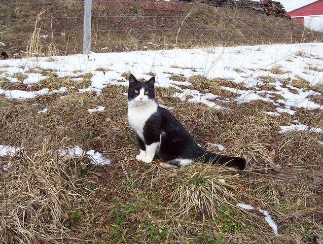 Friendly farm cat