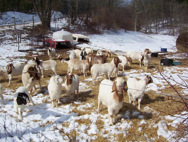 The goats weren't scared of me at all