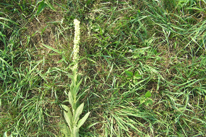 Grassy groundcover at the confluence point.