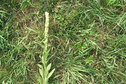 #4: Grassy groundcover at the confluence point.