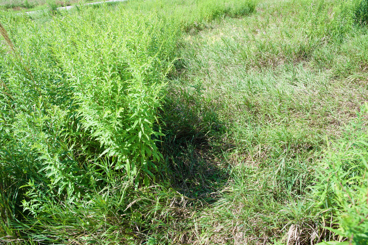 Ground cover at the confluence point.  (Other people have been here recently!)