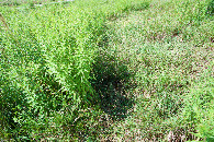 #5: Ground cover at the confluence point.  (Other people have been here recently!)