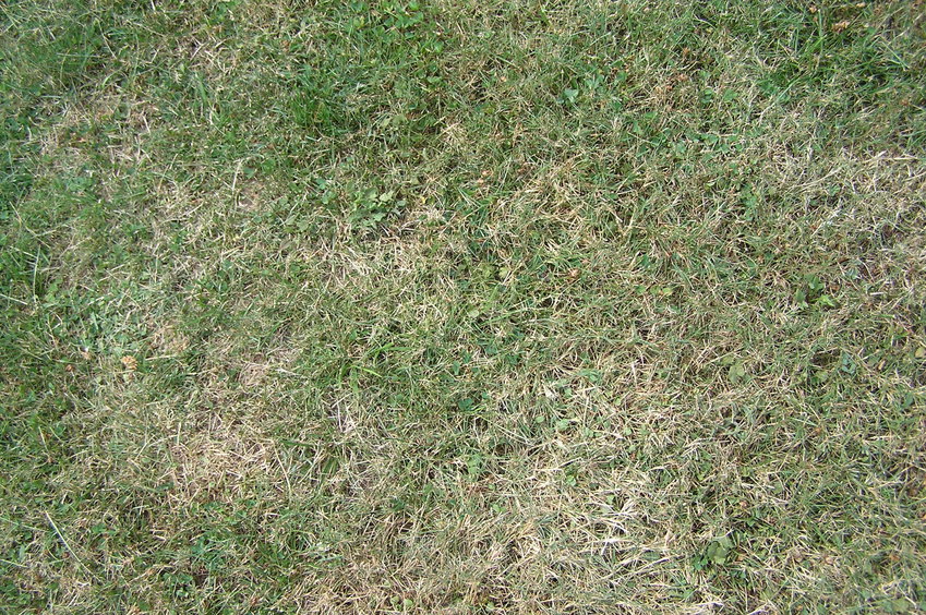 Groundcover at the confluence point:  Nice lawn!