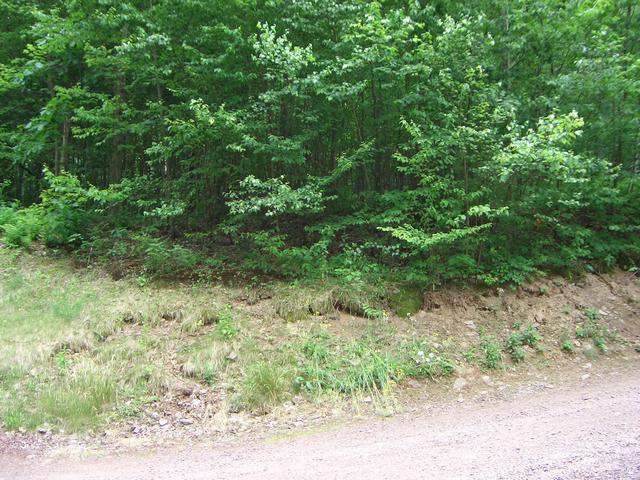 General area of confluence point.  The point is in the bushes.