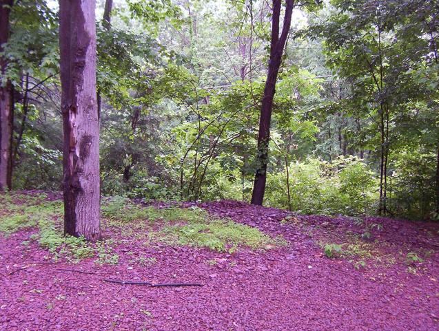 View to the north with carpet of purple flower petals