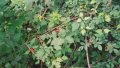 #3: blackberries (almost)!