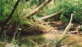 #4: beaver dam