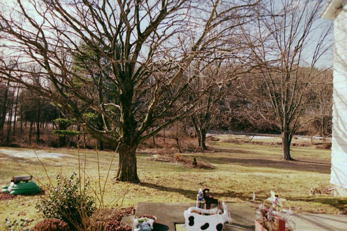 The backyard, looking south.