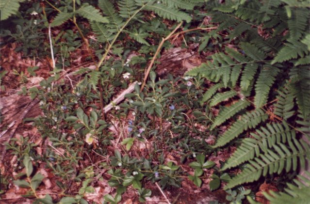 Blueberries in the woods near confluence