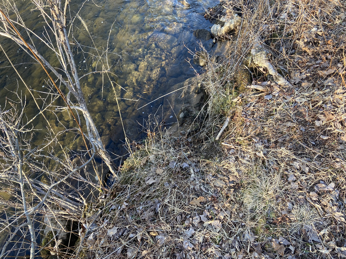 Ground cover at the confluence point. 